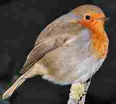 Robin  another cuckoo target