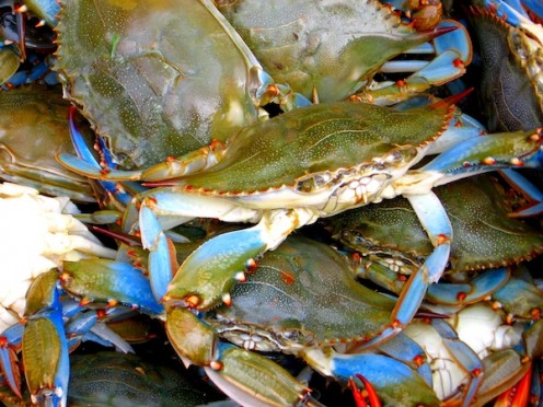 Select clean live blue crabs for boiling.