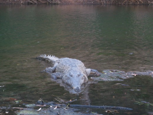 Meet the locals !