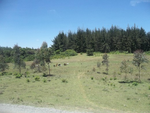 A Government forest which has clearly been destroyed in areas near the road.
