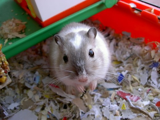 But did you know that many commonly kept small pets, such as this gerbil, are also considered to be exotic pets?