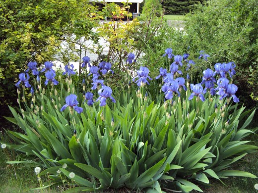 A bed of iris.