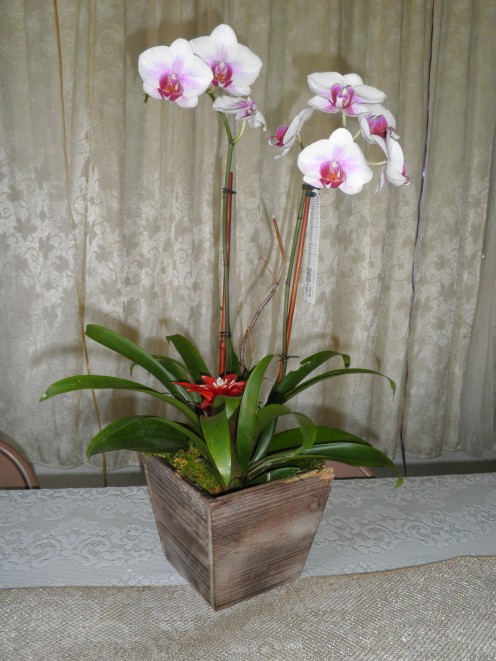 I bought this orchid as a wedding gift for some friends of mine and they used it on their bridal table at their reception. It has a bromelaid in it too. Very nice combination. Also looks like part of the container must have got chewed by their puppy!