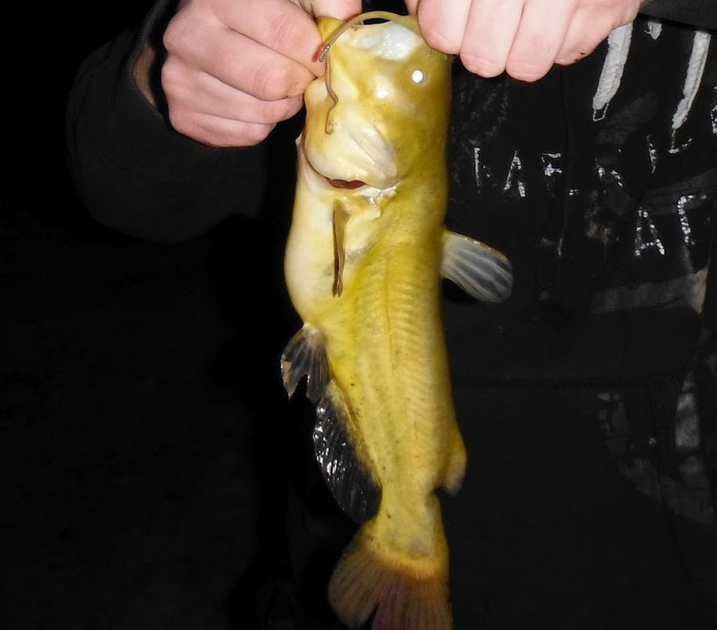 3 Strange Nights Of Pond Fishing For Catfish In Oklahoma