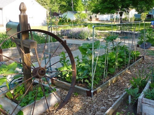 Raised vegetable beds are easy access, even after a sudden summer rain, with wood chipped pathways. 