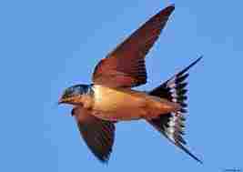 Swallow, a more beautiful yet prosaic bird