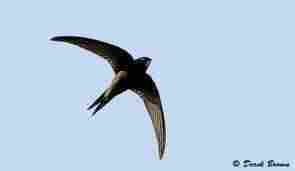 Common Swift in Flight