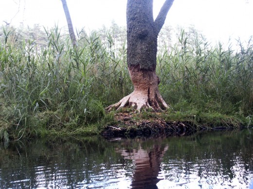 Tree gnawed by a beaver in Poland