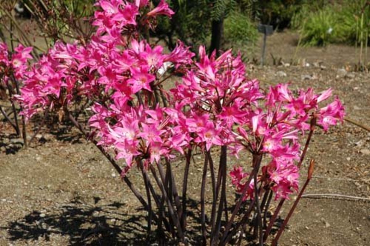 Amaryllis belladonna (Belladonna Lily)