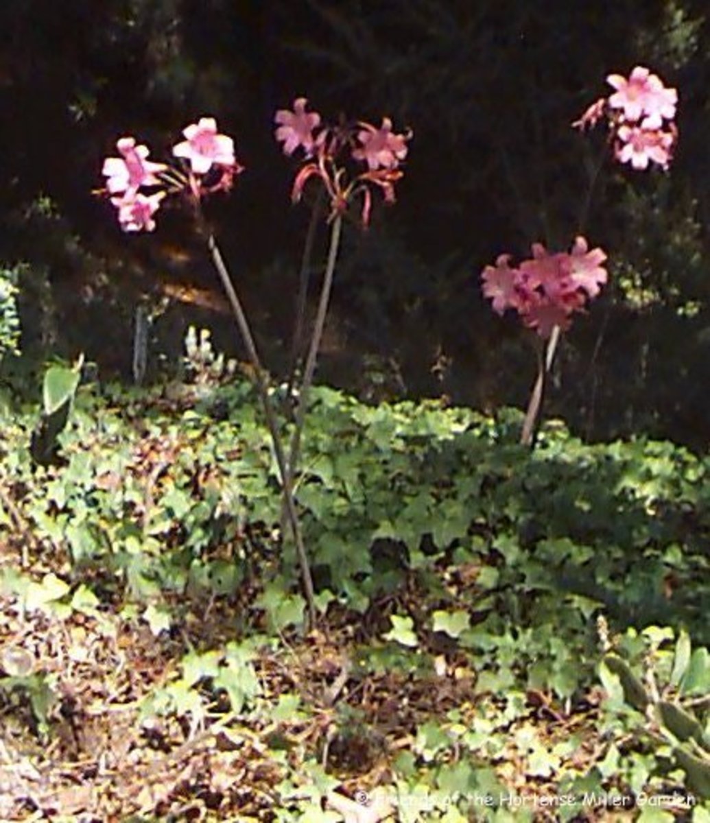 Three very drought tolerant annuals and bulbs - Sonoma Sun 