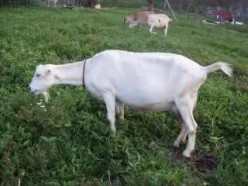 About LaMancha Dairy Goats