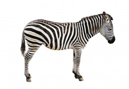https://usercontent2.hubstatic.com/6562653_f260.jpg