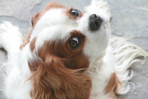 Darcy
