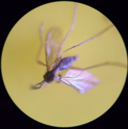 the parasitic wasp (magnified)