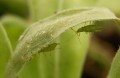 How to Control Greenhouse Aphids Without the Use of Pesticides