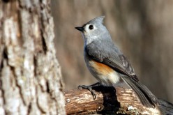 Backyard Bird Photography - Tips for Beginners