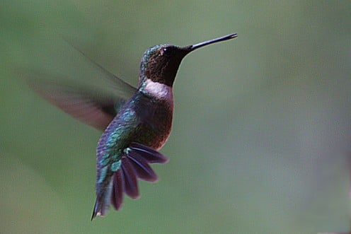 Picture of hummingbird taken from my window.