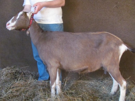 LaMancha Cross Doe with Elf Ears