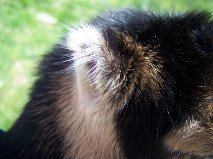 Gopher Ear