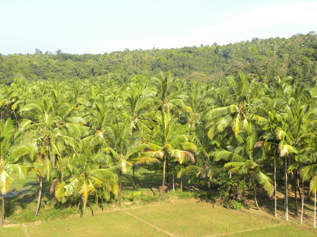 Facts about the Coconut Tree - Detailed Description and 