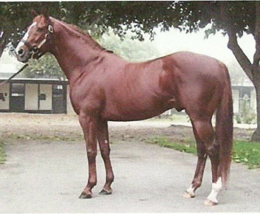 The object of Thoroughbred breeding is to produce perfect racing conformation, as displayed by this fellow.