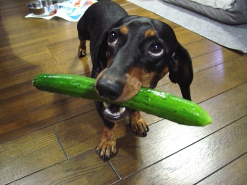 German Dog with English Cucumber