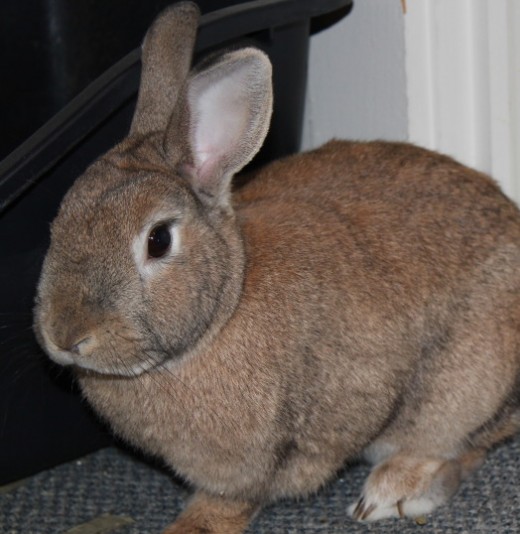 How to give oral medicine to your bunny rabbit hubpages