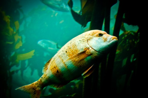 Cool Freshwater Fish