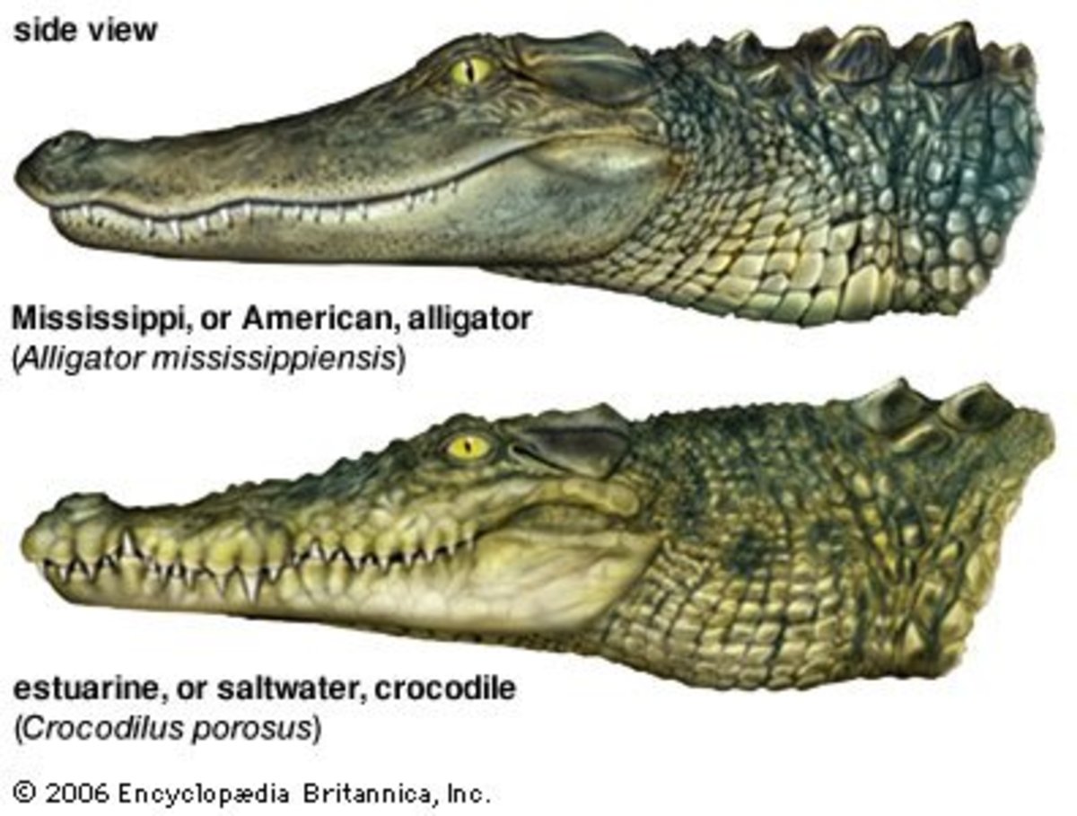 Interview with Alligator – Differences between Alligators ...