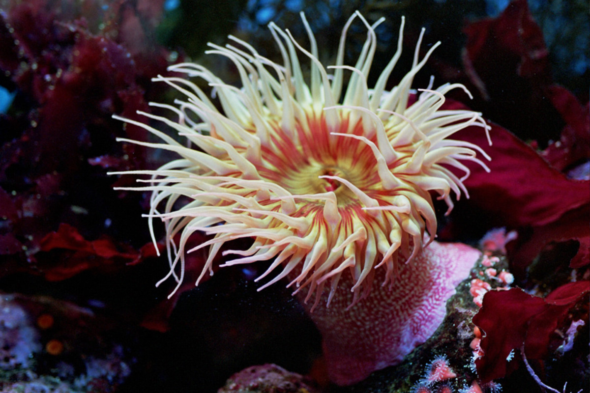 sea anemone swimming