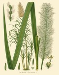 The Long and Troubled Voyage of Sugar: from the Idyllic New Guinea to the Sunny Caribbean Islands