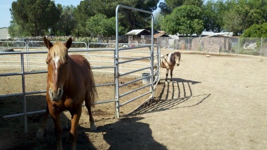 Our pet horses, Meadow is in the foreground, Apache Dancer is in the background.
