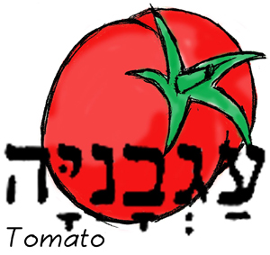 God made them, but tomatoes were not known around the world till the 1500s.