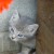 Feral kitten Feral kitten