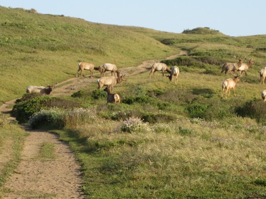 Tule elk herds wandering through the area - there were hundreds