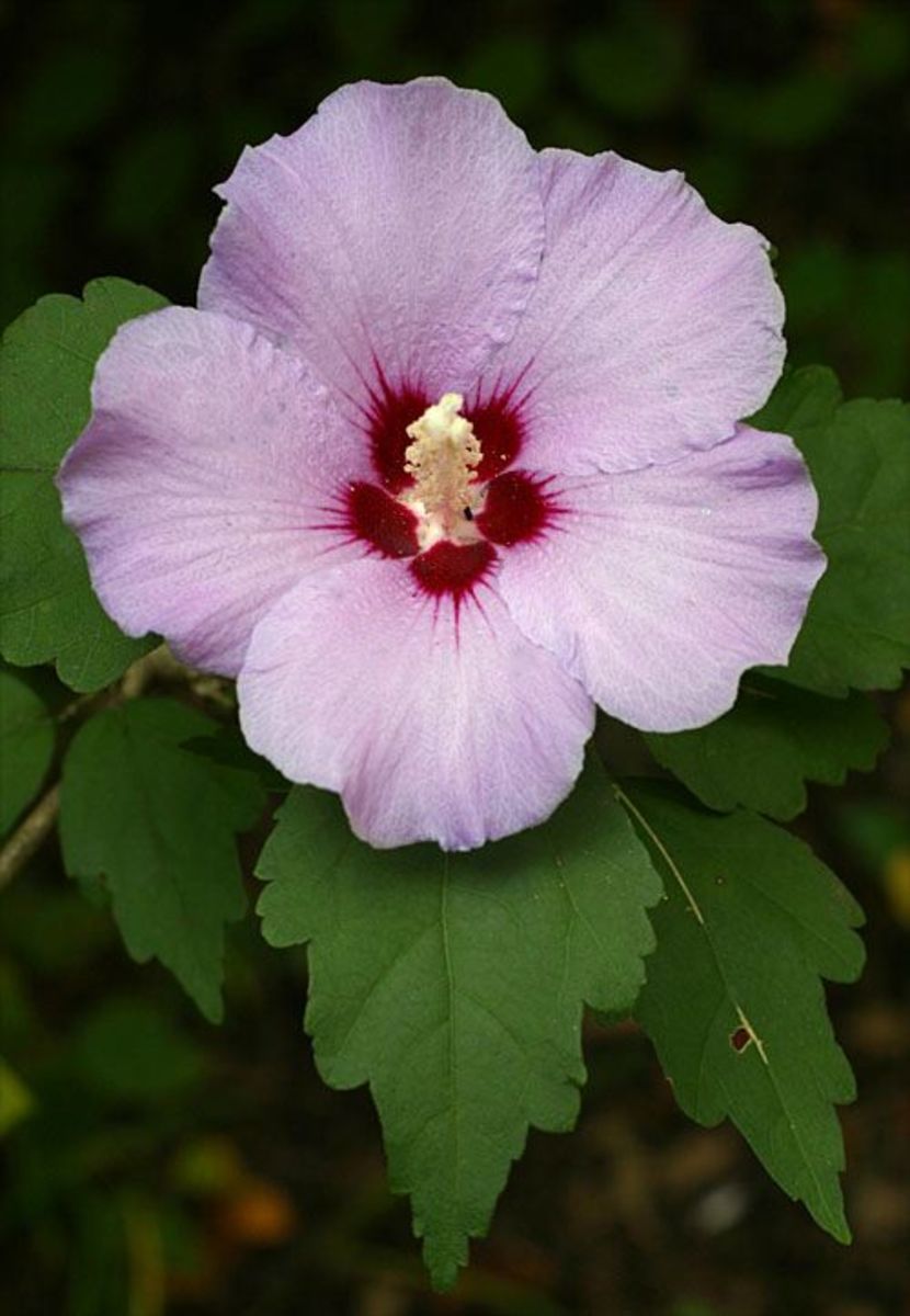 How to Grow Rose of Sharon 