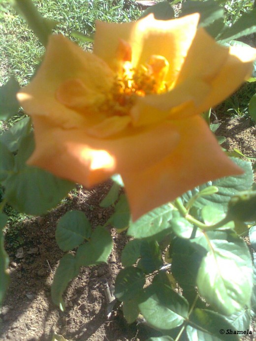 My photo of yellow rose.This rose makes me feel rich. I know this is