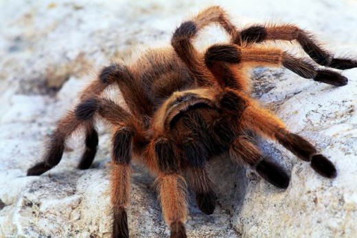 Just one little bite, some radioactive exposure and presto, one Super Hero.