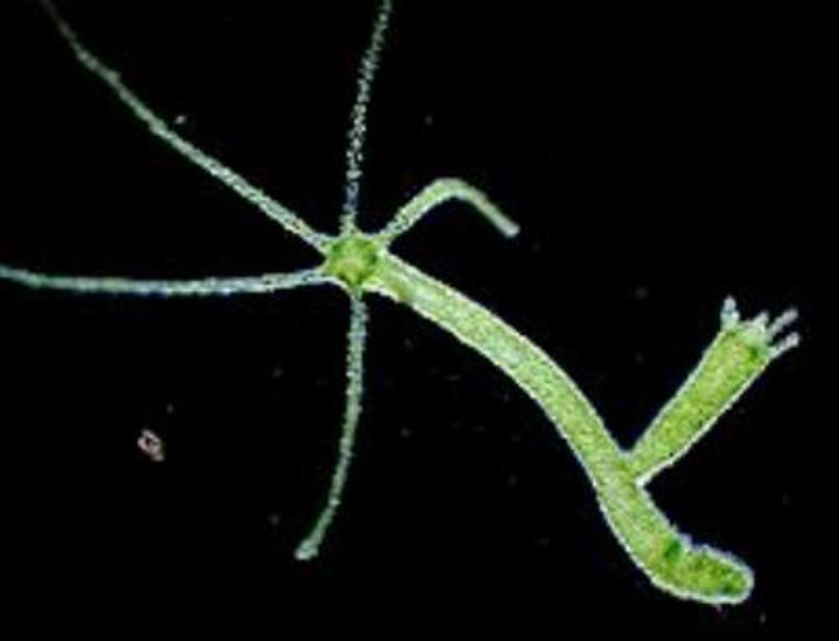 Phylum Cnidaria Coelenterata  General Characters and 