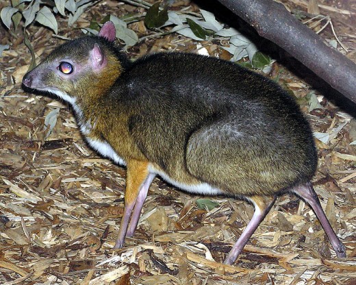 Lesser Mouse Deer
