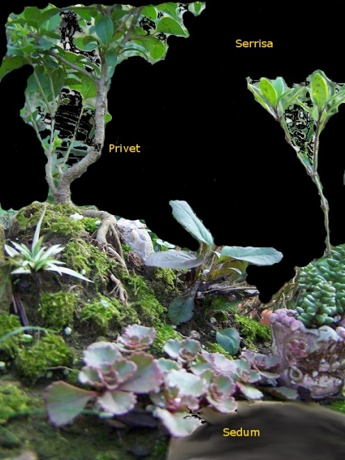 Miniature Fairy Garden Plants