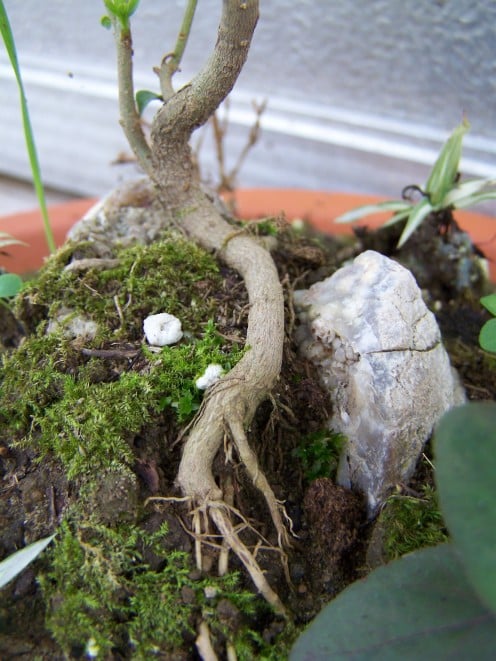 Miniature Fairy Garden Tutorial. Make sure to add detail by allowing the tree roots to remain visible. 