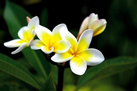 Plumeria or Dok Champa, the National Flower of Laos