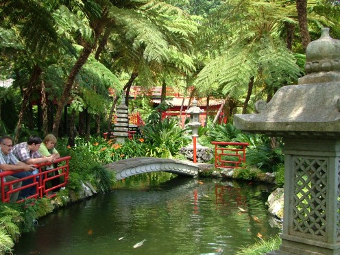 A typical Madeiran garden full of flora and fauna