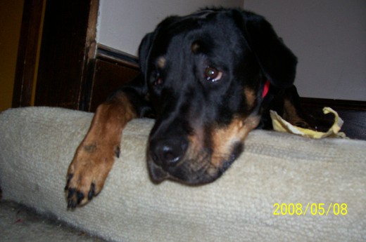 My dog Sakura.