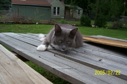 My daughter's cat, Triella.