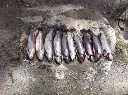 A good day fishing is a great way to save on grocery costs!