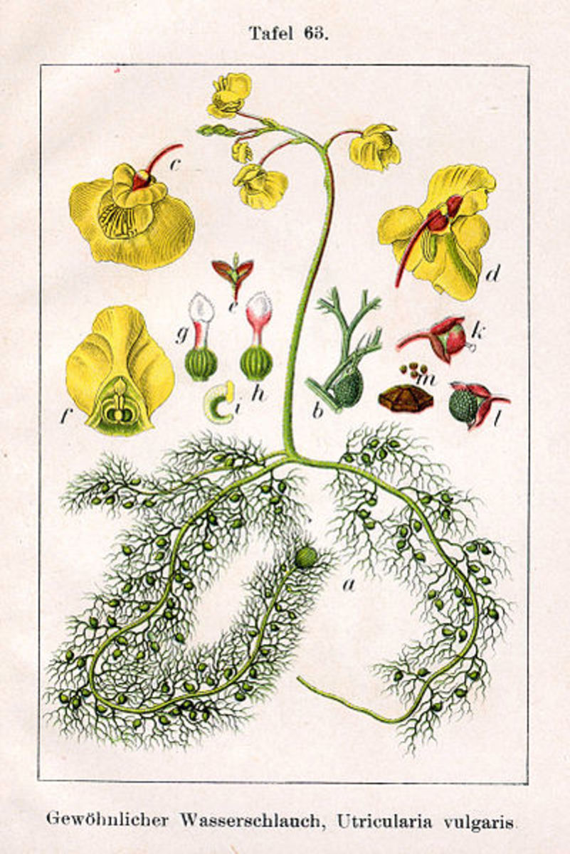 Utricularia vulgaris, an aquatic species.