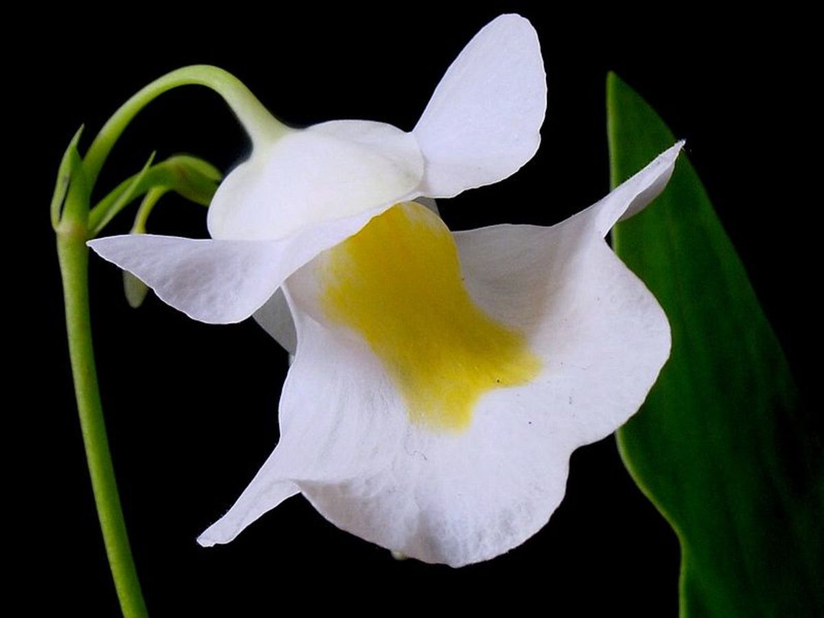 Detail on the flower of Utricularia alpina.