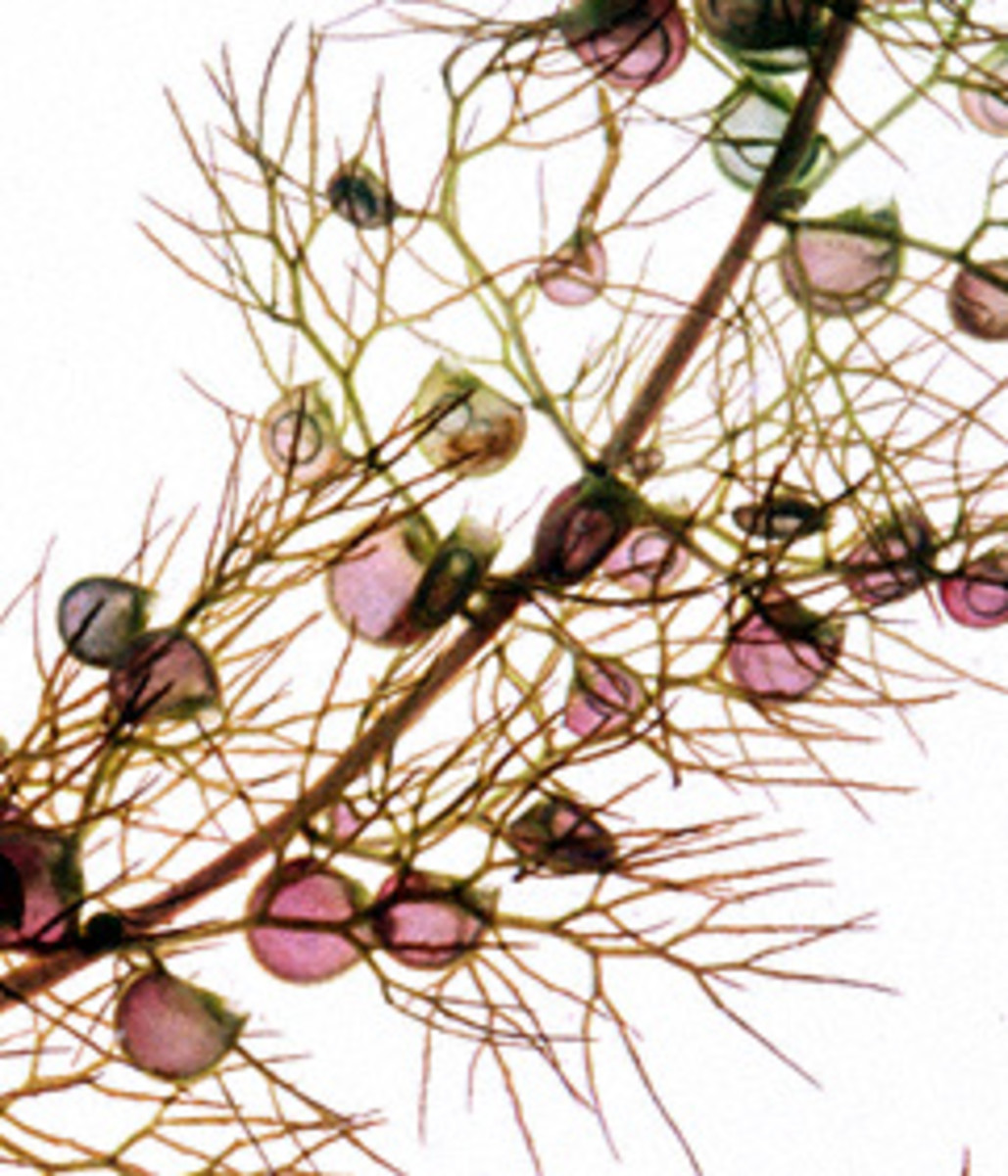 Detail on bladderwort stollons, rhizoids and bladders.